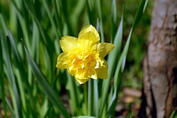 Yellow narcissus in the garden