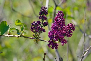 Branch of purple lilac
