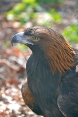 Portrait of golden eagle in spring