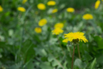 Close up of blooming yellow dandelion flowers in garden on spring time.