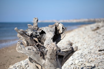 Tronco d'albero levigato dal mare