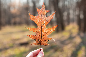 Girl is holding a dry leaf in her hand. Sunshine passes through it. Spring or fall