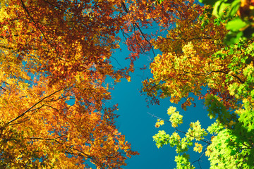Autumn colorful treetops in fall forest. Sky and clouds through the autumn tree branches from below. Foliage background. Copy space