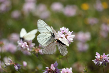 Crown Vetch Wildflower and White Butterflies