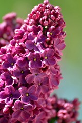 The flowers are lilac on lilac dream
