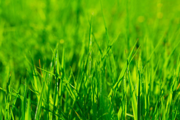 Fototapeta na wymiar Close up vibrant fresh green grass. Spring background. Copy space. Soft focus