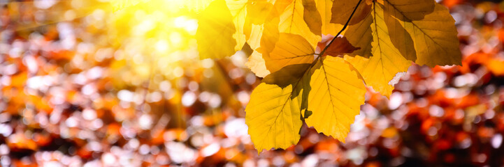 Banner 3:1. Sunlight from alder foliage in sunny day. Autumn background. Soft focus
