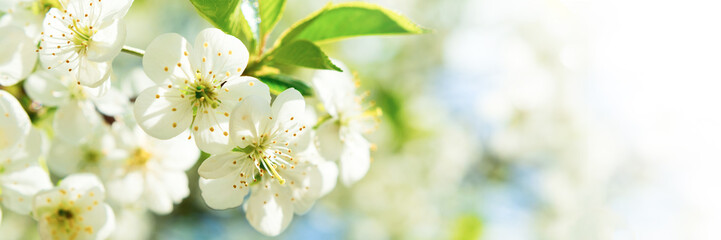 Banner 3:1. Cherry blossom in full bloom. Spring background. Copy space