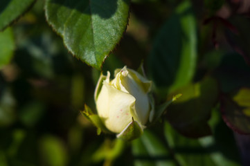 White Rose flower. Nature. close up, selective focus