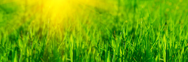 Banner 3:1. Close up vibrant fresh green grass with sunlight rays. Spring background. Copy space. Soft focus