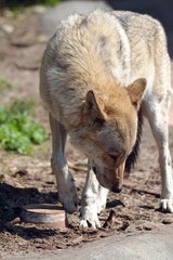 Big ,beautiful ,gray wolf on the road