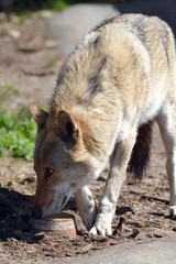 Obraz premium The wolf is on the trail in the spring
