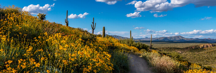 Panoramic View Of  Wildflowers Blooming Along A Winding Desert Trail