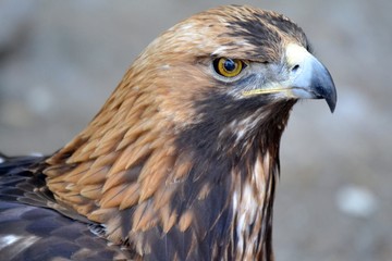 Portrait of a very serious golden eagle