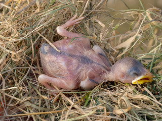 Fallen baby bird, nestling. Naked without feathers. Dead.