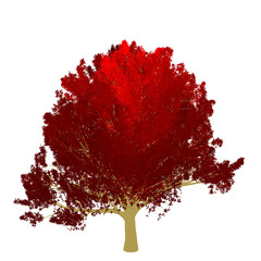 Red maple tree 2D rendering graphic picture isolated on white background. For decorating the garden and forest.