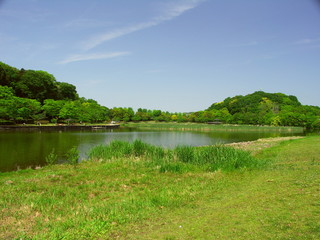 初夏の千駄堀池と新緑の森のある公園風景