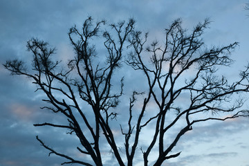 Driftwood on the beach in the morning