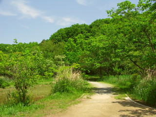 新緑の林に続く道風景