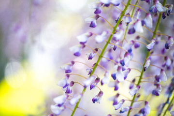 Obraz premium 風にそよぐ藤の花のカーテン