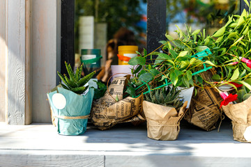 Fresh potted plants for home