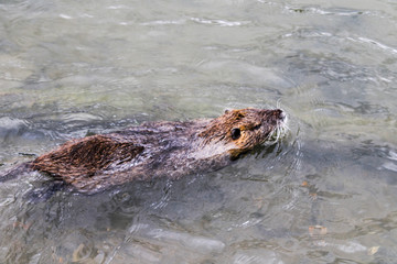 Fototapeta premium ROngeur