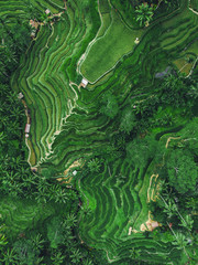 Ubud, Bali, Indonesia, Top Aerial View of Tegallalang Rice Terrace - obrazy, fototapety, plakaty