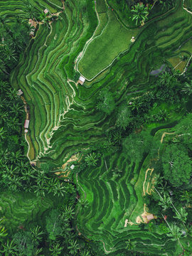 Ubud, Bali, Indonesia, Top Aerial View Of Tegallalang Rice Terrace