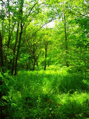 木漏れ日の当たる草むらと新緑の林風景