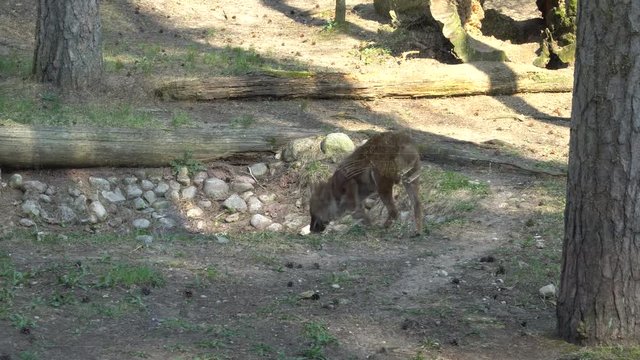 The Dhole (Cuon alpinus) animal is known elsewhere as mountain wolf, Asian wild or the red dog. 