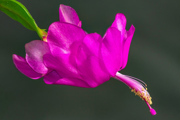 Details of a beautiful violet-purple double flower of a holiday cactus (Schlumbergera) 2