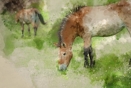 Watercolour painting of Przewaski horse equus ferus przwealski