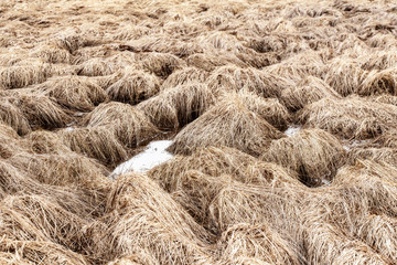 Dry, fallen last year's grass and a puddle on the field, in the countryside, on an spring day.