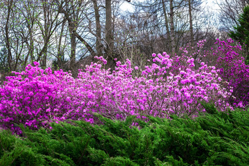 Spring landscape with pink Rhododendron bush and Juniper
