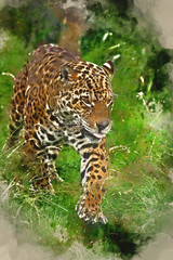 Watercolour painting of Stunning jaguar Panthera Onca prowling through long grass