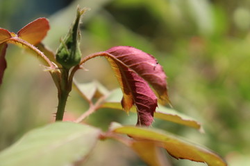 The beauty of spring nature