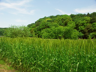 小麦畑のある初夏の里山風景