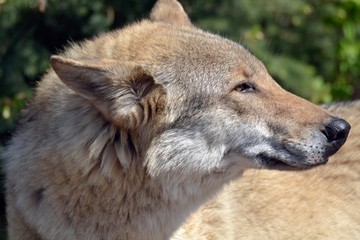 Portrait of a wolf on a green background