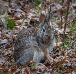 Bunny rabbit sitting in woods 