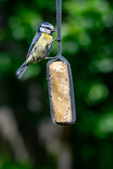 Bluetit (Cyanistes caeruleus) bird taking suet from garden feeder