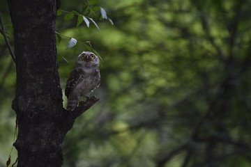 Spotted owlet