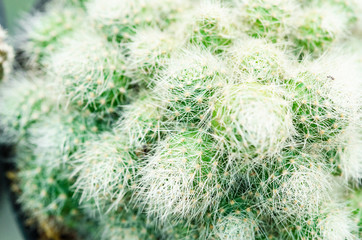 Selective focus close up on Golden barrel cactus (Echinocactus grusonii) cluster.