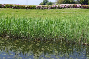 公園の池の葦