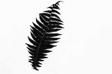 Blatt Zweig Freisteller in schwarz weiß