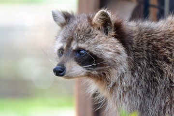 Naklejka na ściany i meble Close-up of raccoon