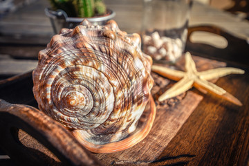 Starfish and shells in a brown handmade tray on a wooden table Many little shells of mollusks in a...