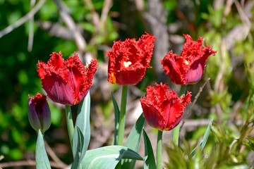 Obraz premium red velvet tulips in the garden