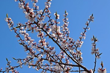 Beautifully blooming apricot tree in spring.Branches against the blue sky.