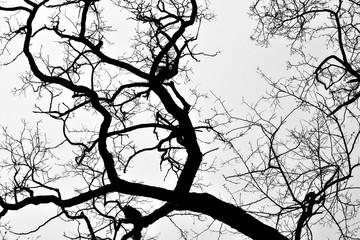 The tops of tree branches, silhouette of a leafless tree, low angle view, black and white photo. Scary, dark, horror, Halloween concept