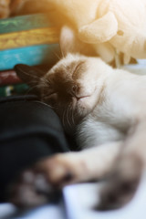 Siamese Cat relax and sleeping on the table near window with sunlight.